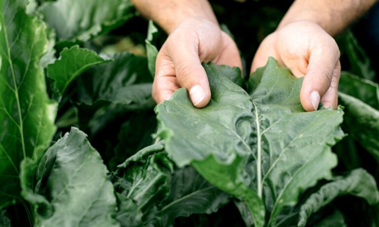 Glyphosate Isn’t Just A Weed Killer—Here’s What It’s Doing To Your Gut