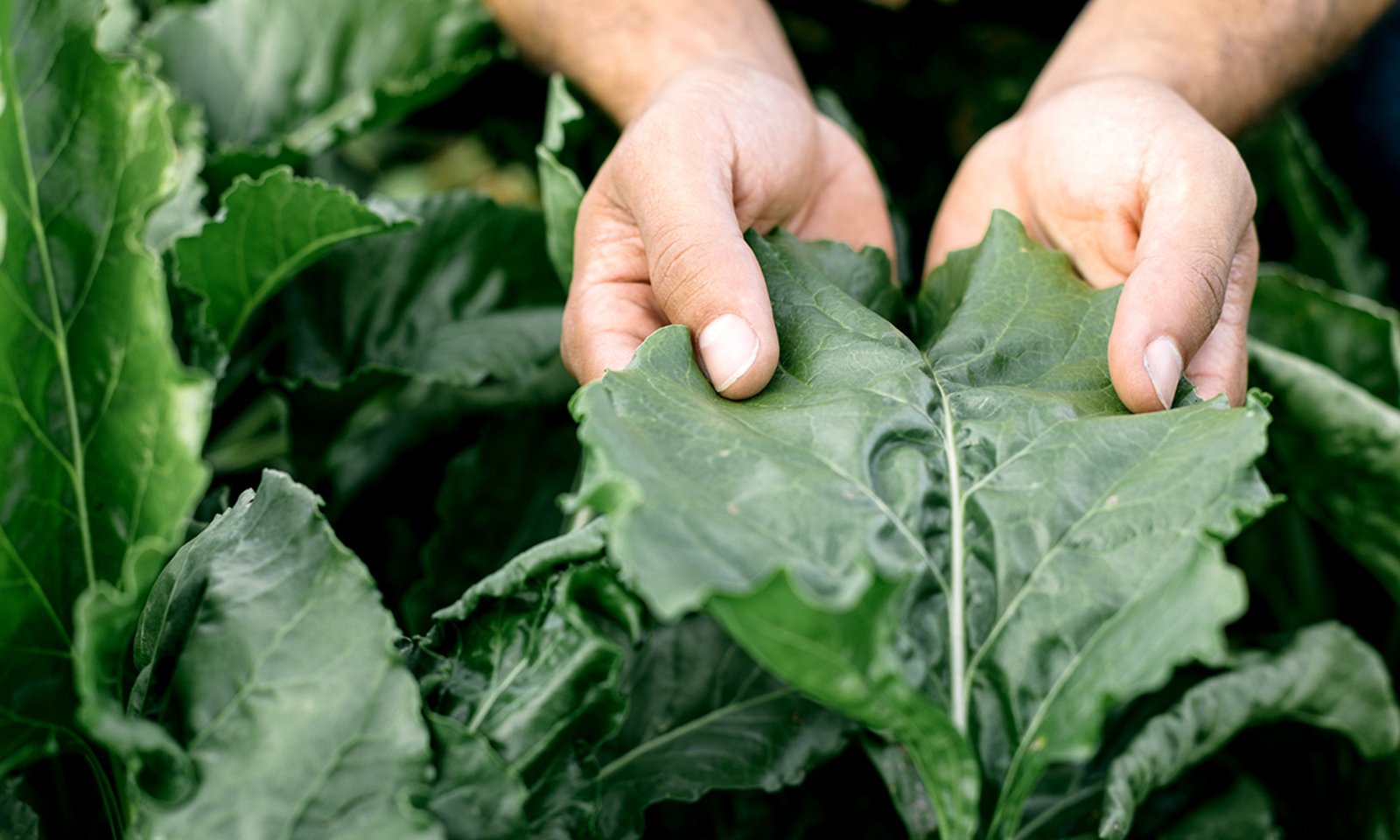 Glyphosate Isn’t Just A Weed Killer—Here’s What It’s Doing To Your Gut